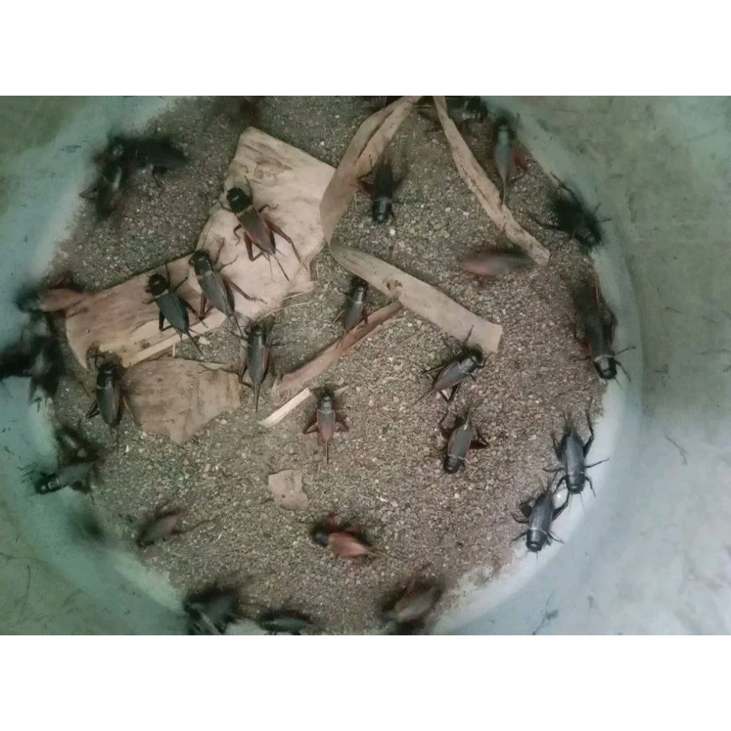 Bibit Jangkrik Kalung Siap Bertelur