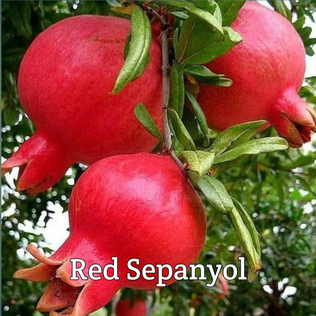 bibit delima merah sepanyol biji lunak