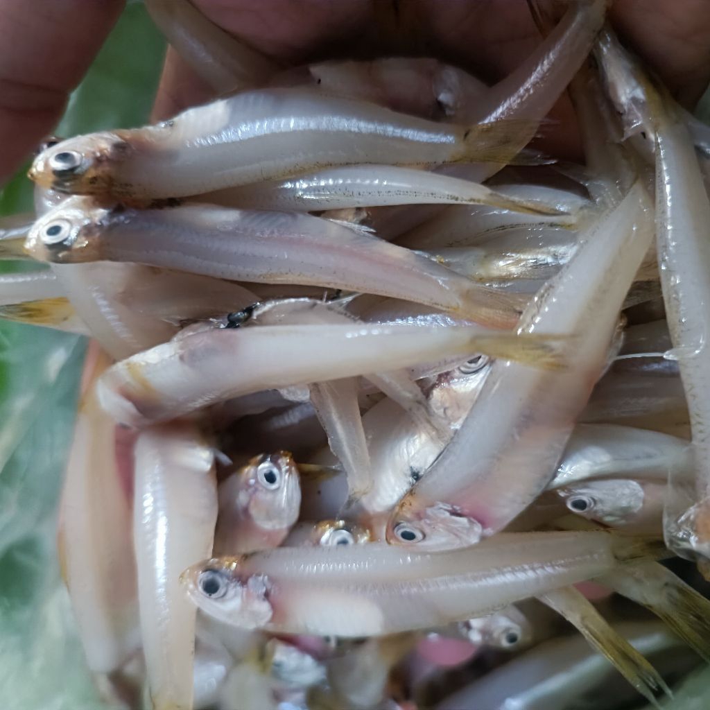 IKAN WADER FRESH 500GR SEGAR BISA UNTUK OLAHAN CRISPY