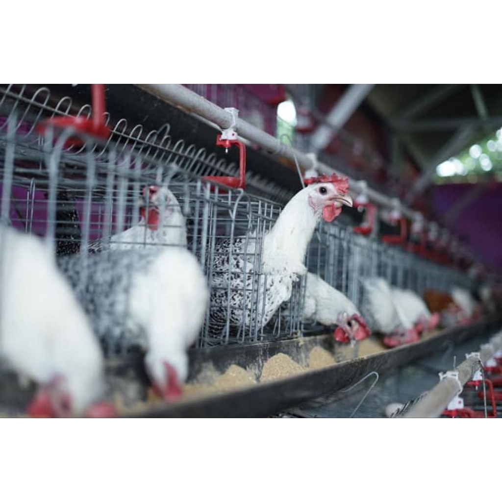 Betina Petelur Ayam arab Usia 20 Minggu