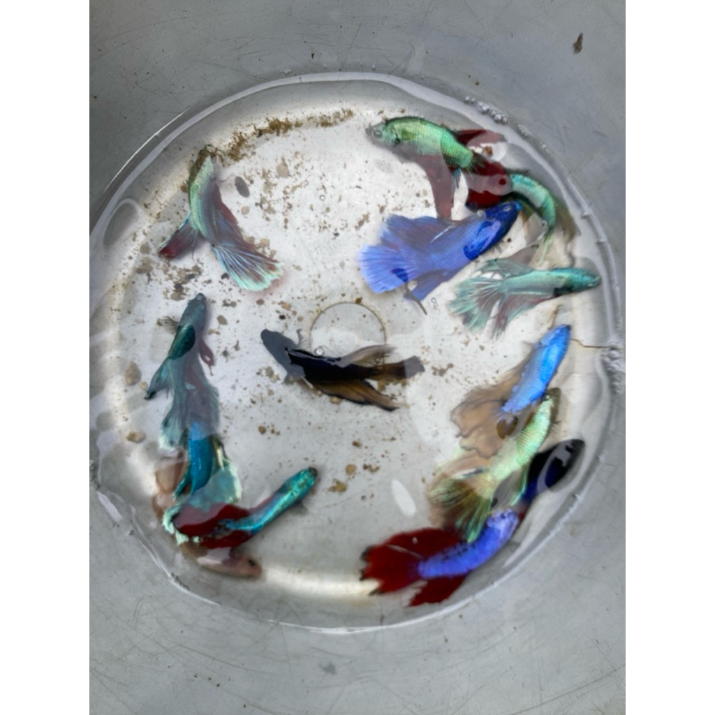 Cupang Cendolan ukuran S