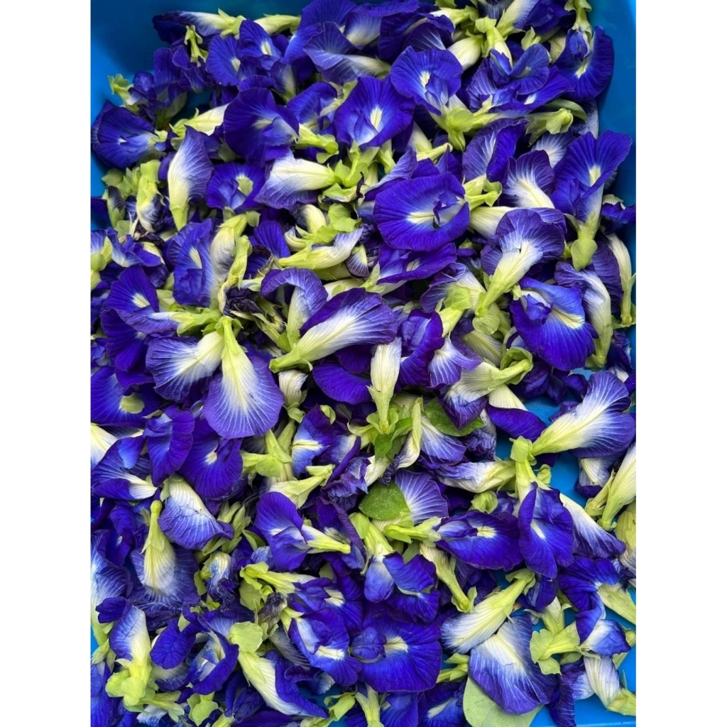 Bunga Telang Kering Premium - Teh Telang Organik
