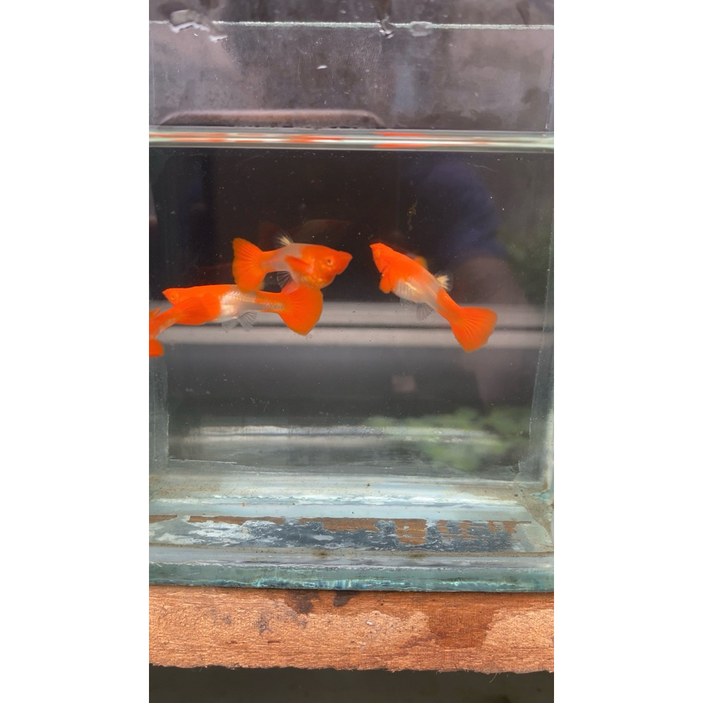 Ikan Guppy Albino Koi Red Ear Ngalung