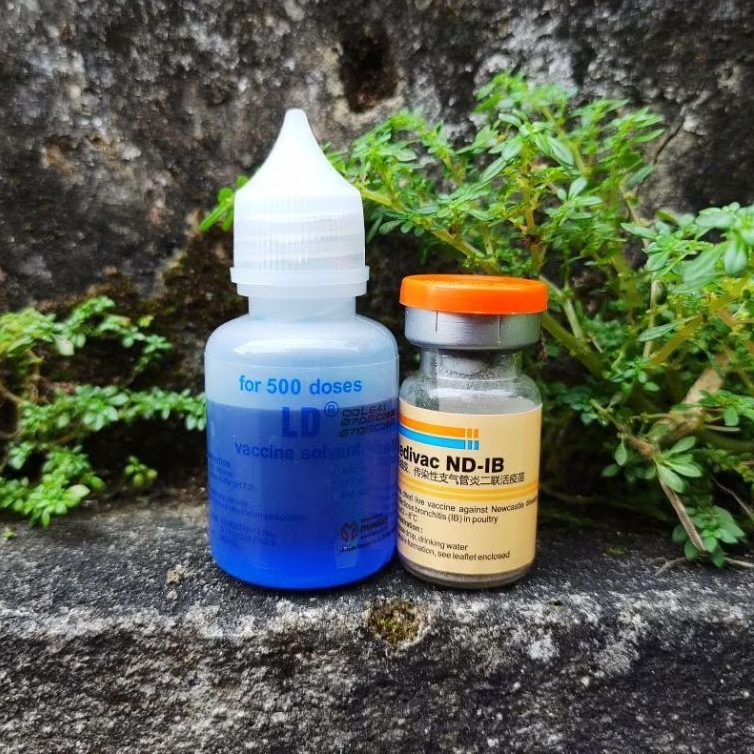 Vaksin Medivac Nd - IB Dosis 500 Vaksin Ayam Tetelo Untuk Mencegah Tetelo & Virus Saluran Pernafasan