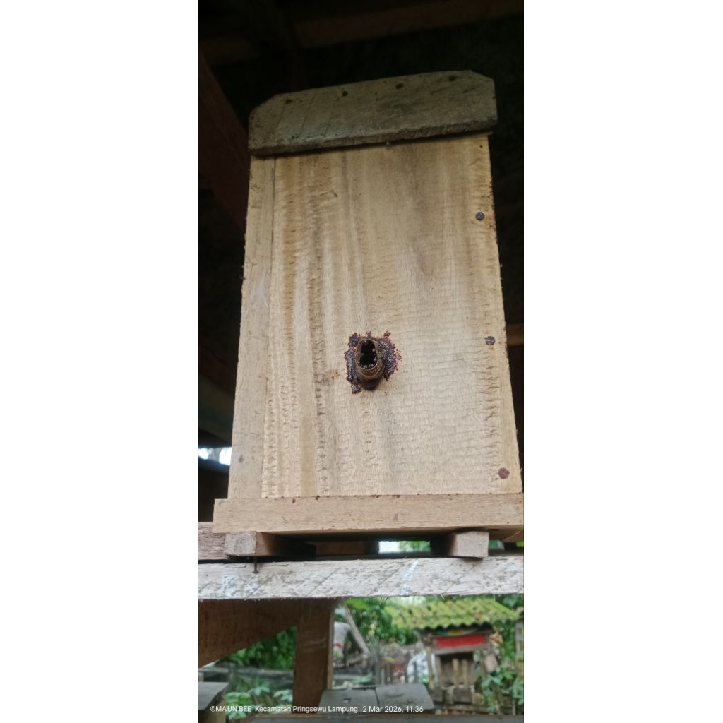 koloni sedang plus lebah klanceng biroi