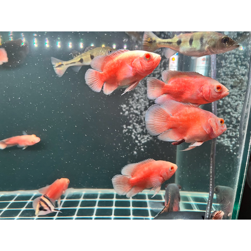 Ikan Oscar Red Chili Merah, Predator Aquarium dengan Warna Menawan