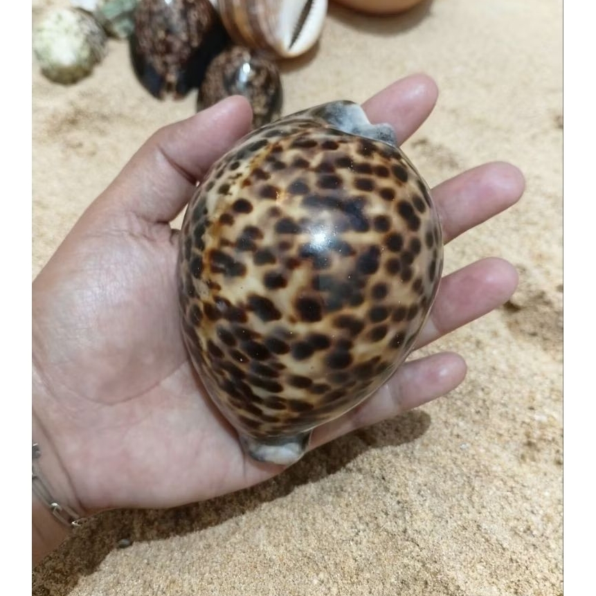 Cangkang kerang cyprea / kuwuk / kerang macan