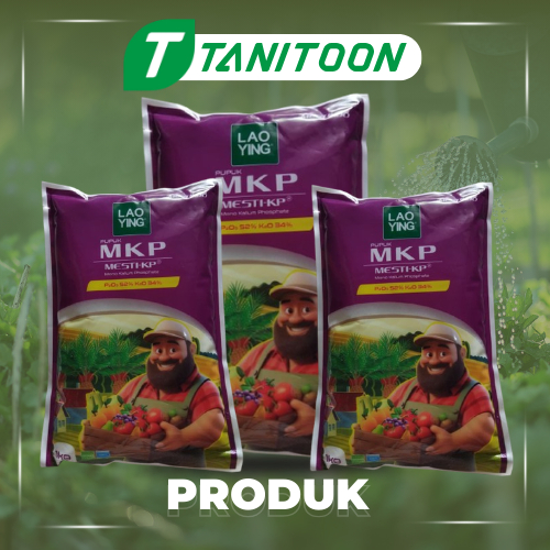 MKP MESTI-KP (LAO YING) PUPUK : FOSFAT 52% DAN KALIUM OKSIDA 34%