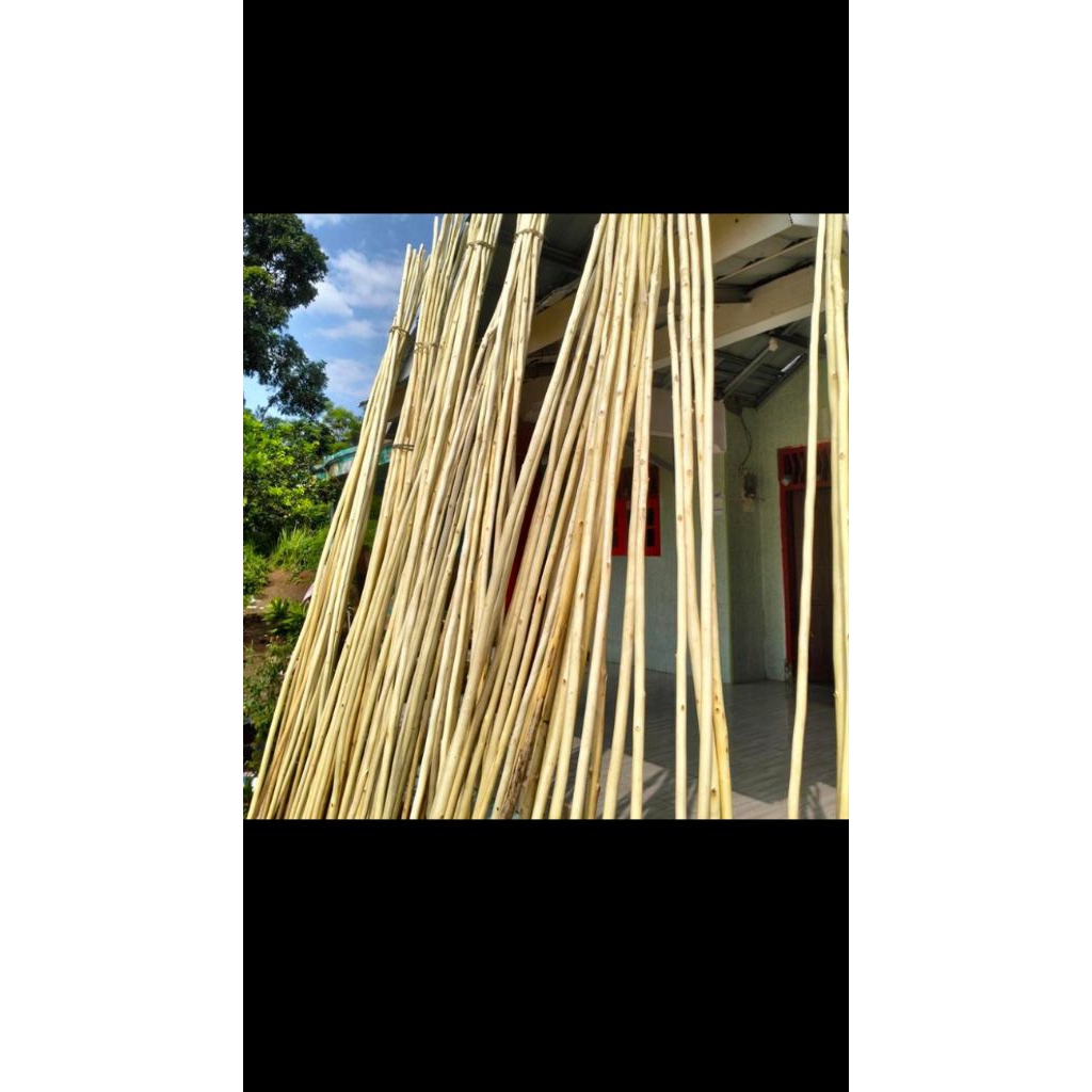 kayu Dolken panjang 3meter