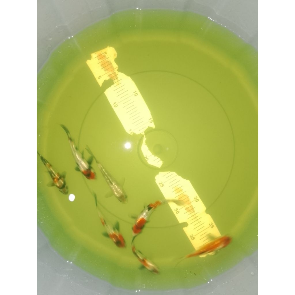Ikan koi jenis Showa Ginrin ukuran 10-12cm bagus