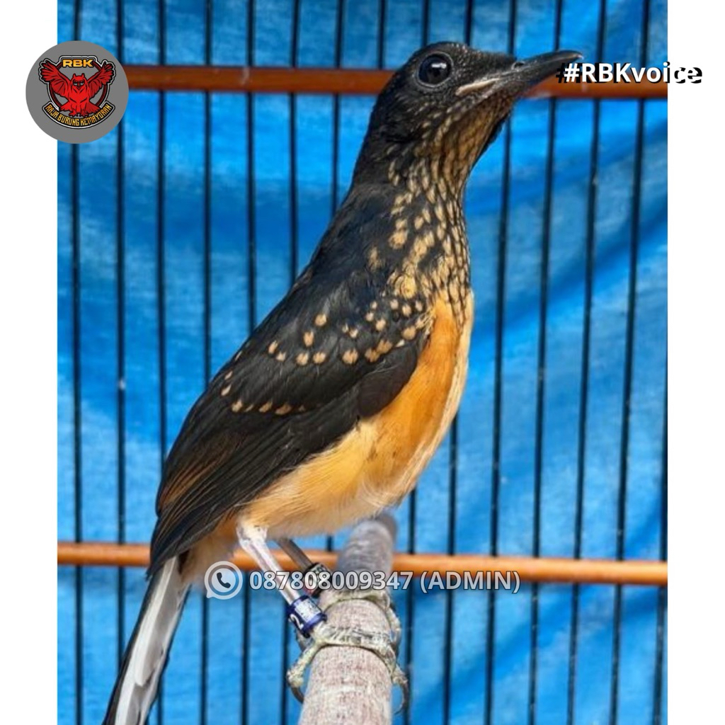 MURAI BATU TROTOL GARANSI JANTAN TRAH PRESTASI