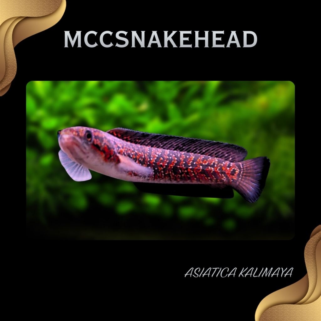 MINIATUR | Asiatica Kalimaya Red Spot | SINGLE TANK - BEST SORTIRAN | Snakehead - Channa Berkulitas 