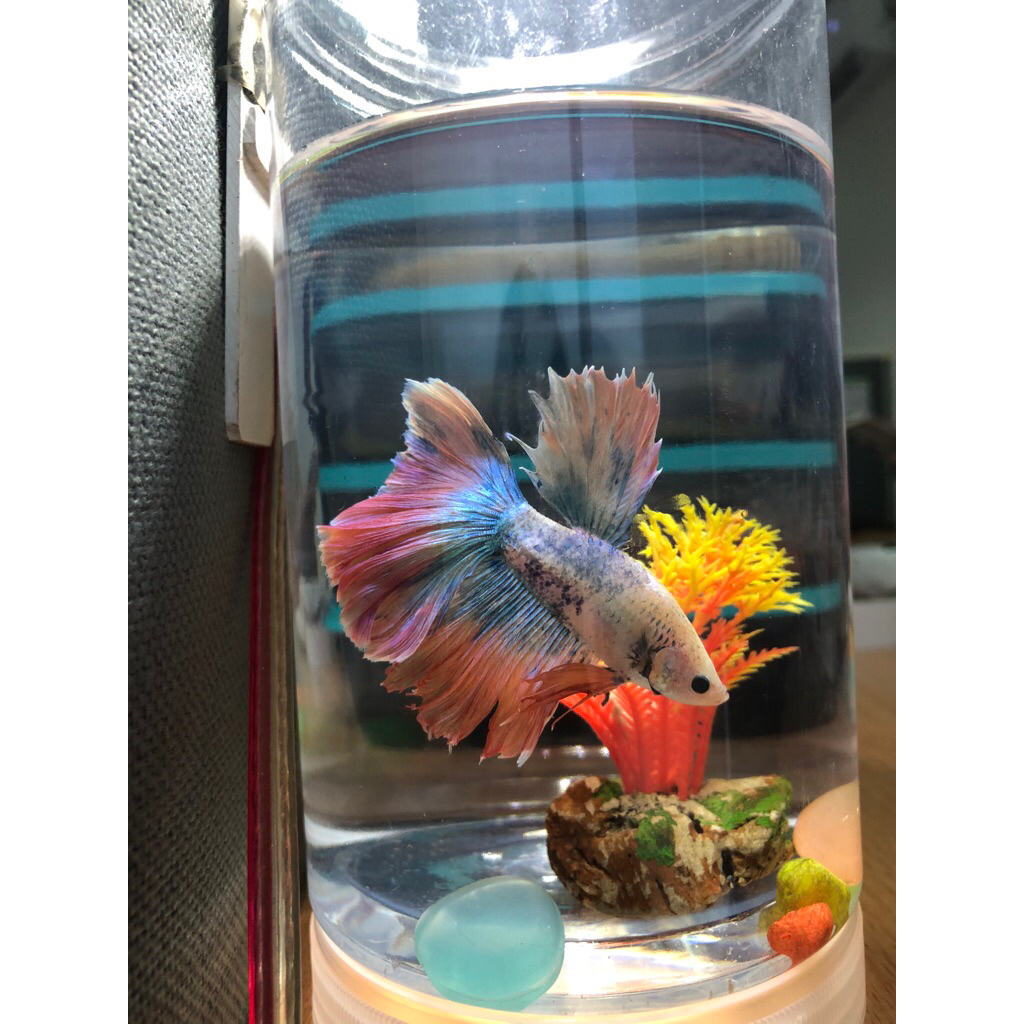 Cupang Halfmoon - Import Thailand