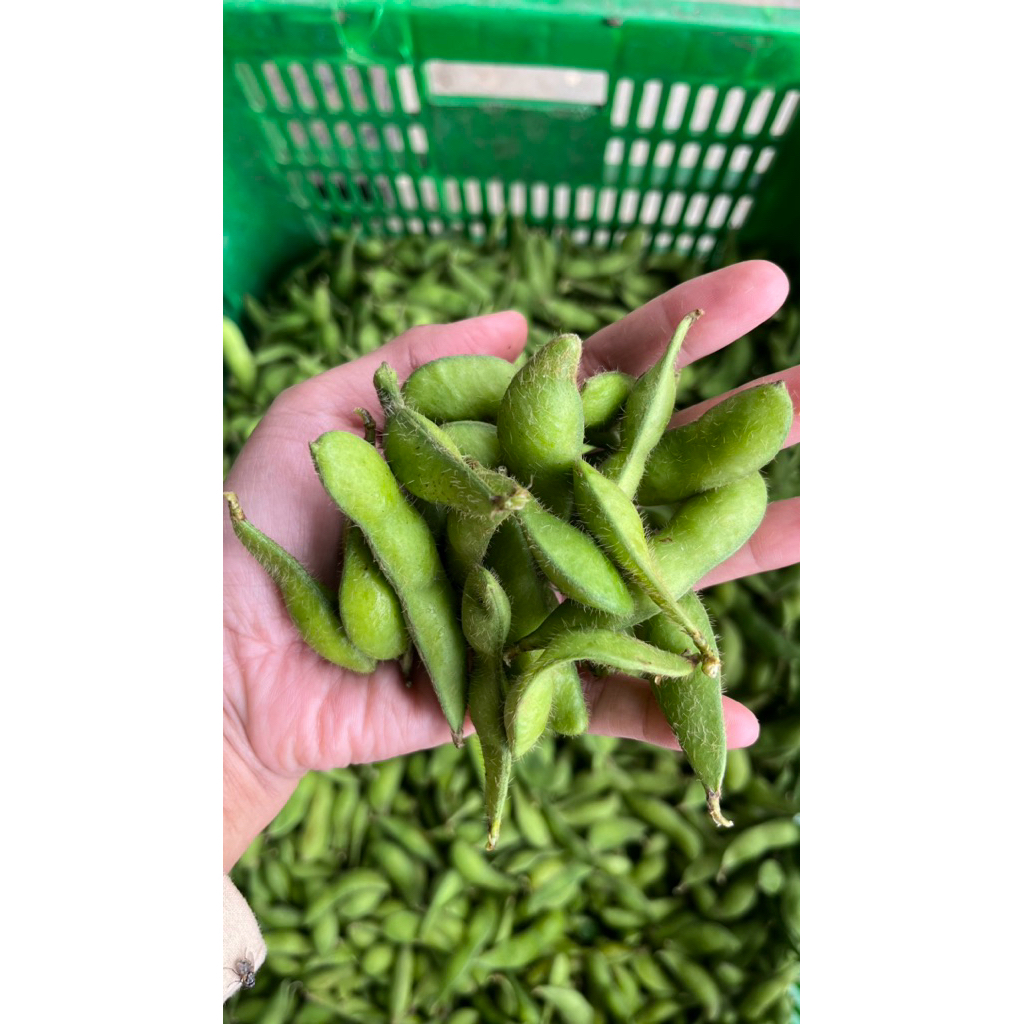 Fresh Edamame