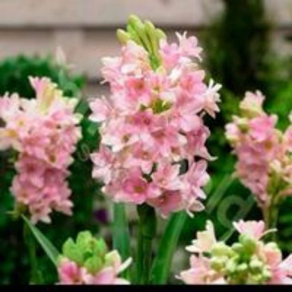 Pohon bunga sedap malam aroma wangi bunga sedap malam pink