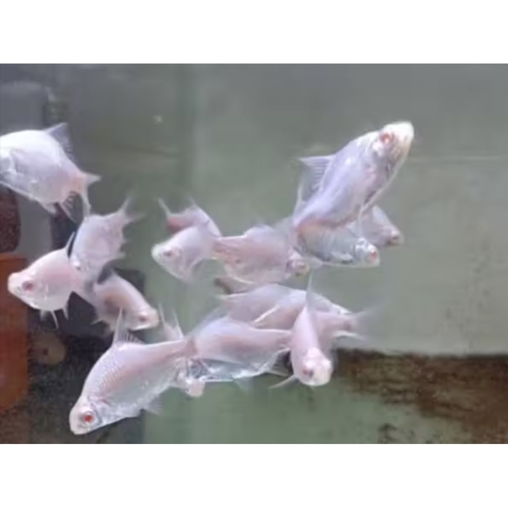 KAVIAT PLATINUM PEMAKAN KOTORAN IKAN
