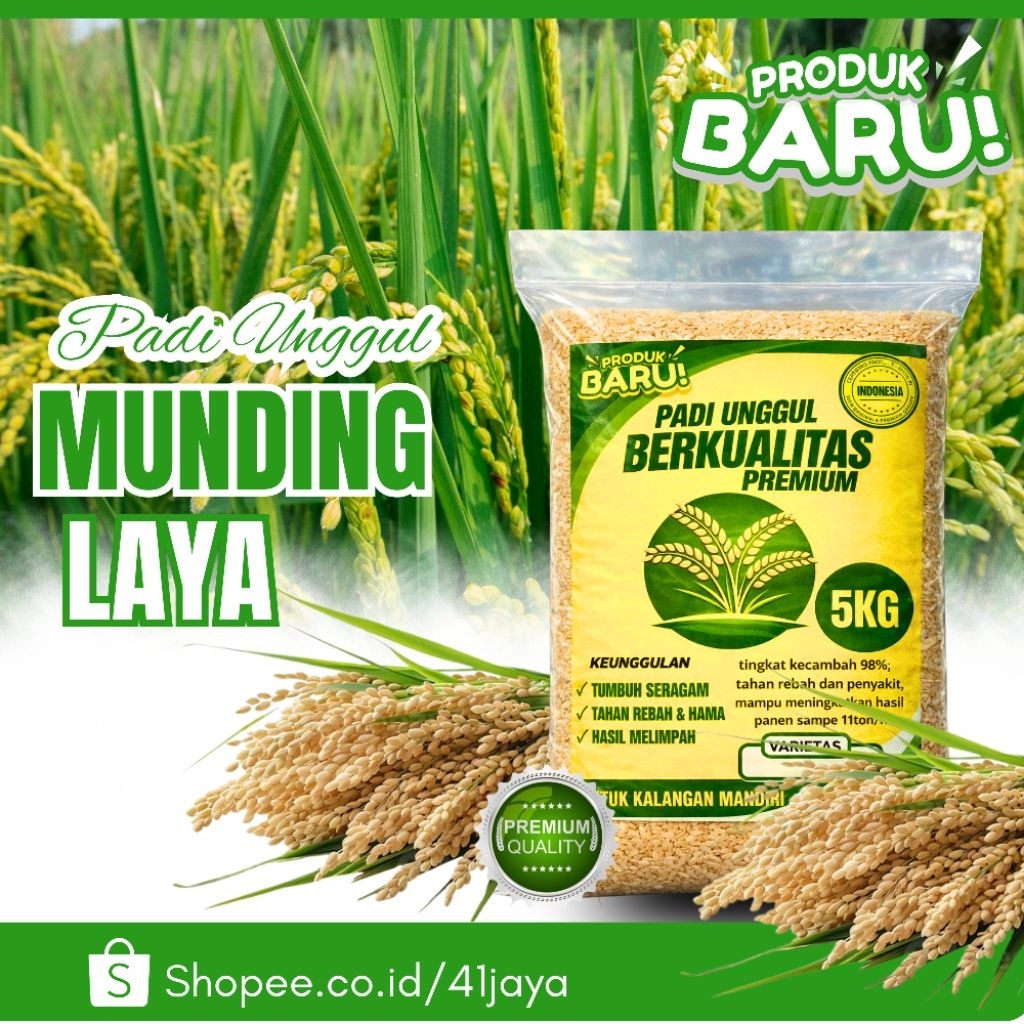 BENIH PADI UNGGUL MUNDING LAYA ORIGINAL 5KG PREMIUM QUALITY