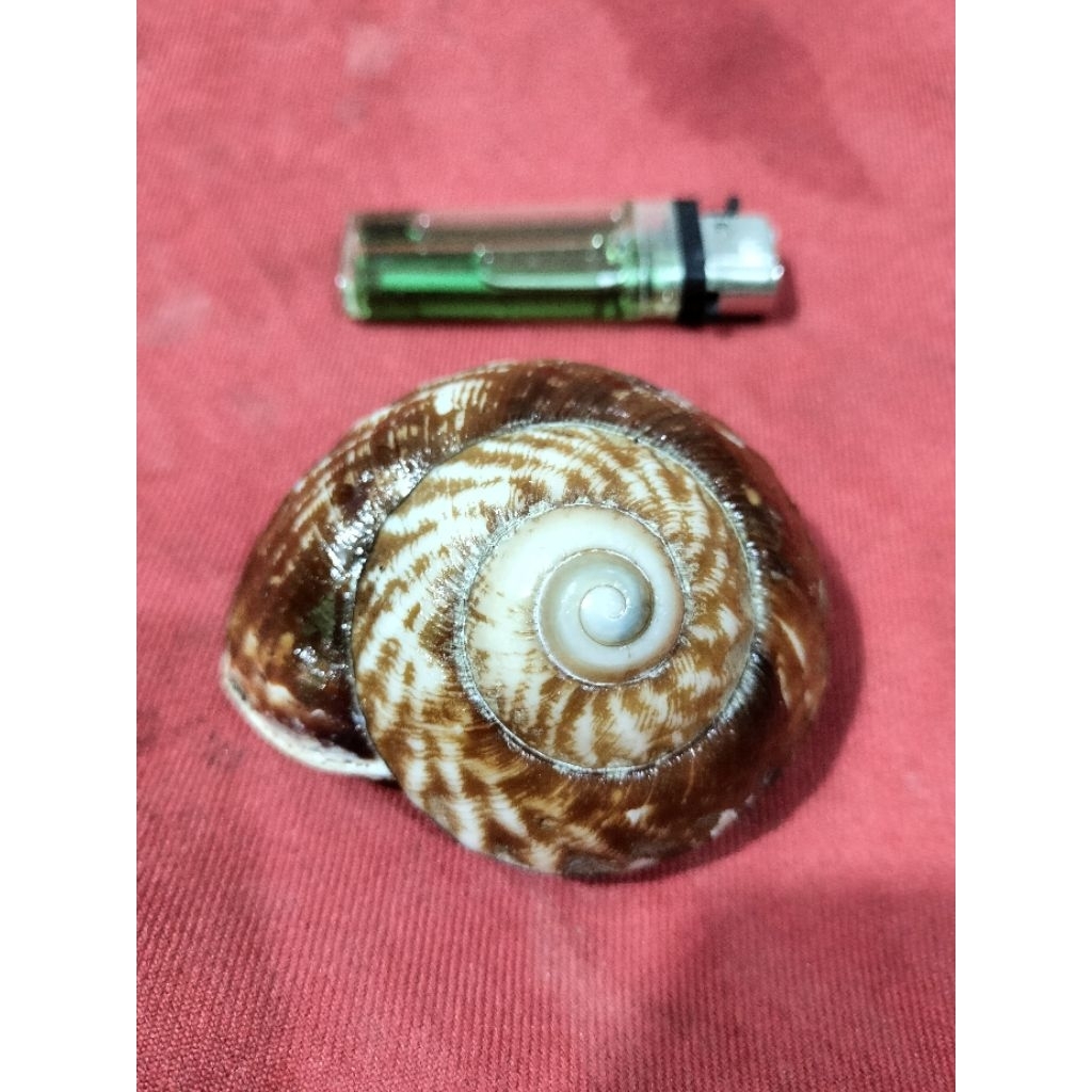 Cangkang keong putar kiri jumbo.dijamin asli dan langka