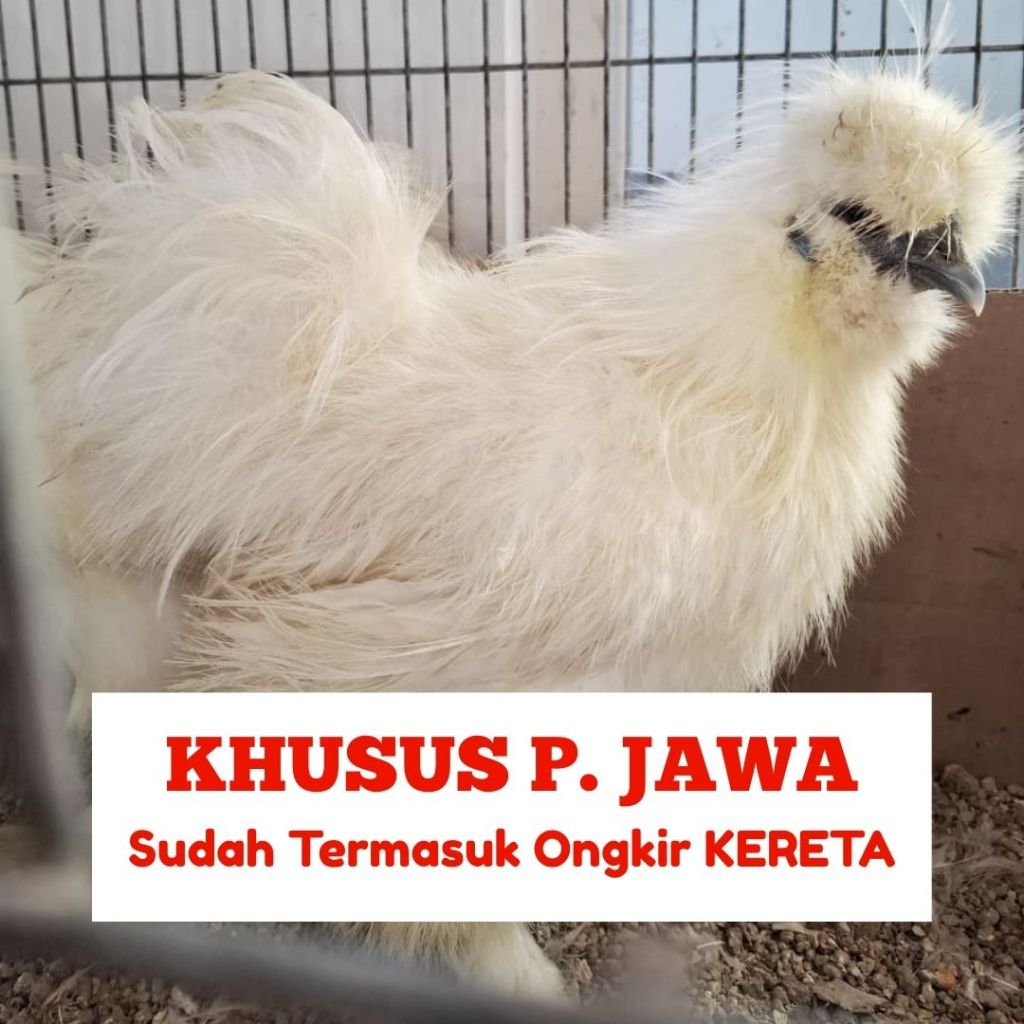Ayam American Silkie pacek / indukan Jantan + Ongkir Kereta