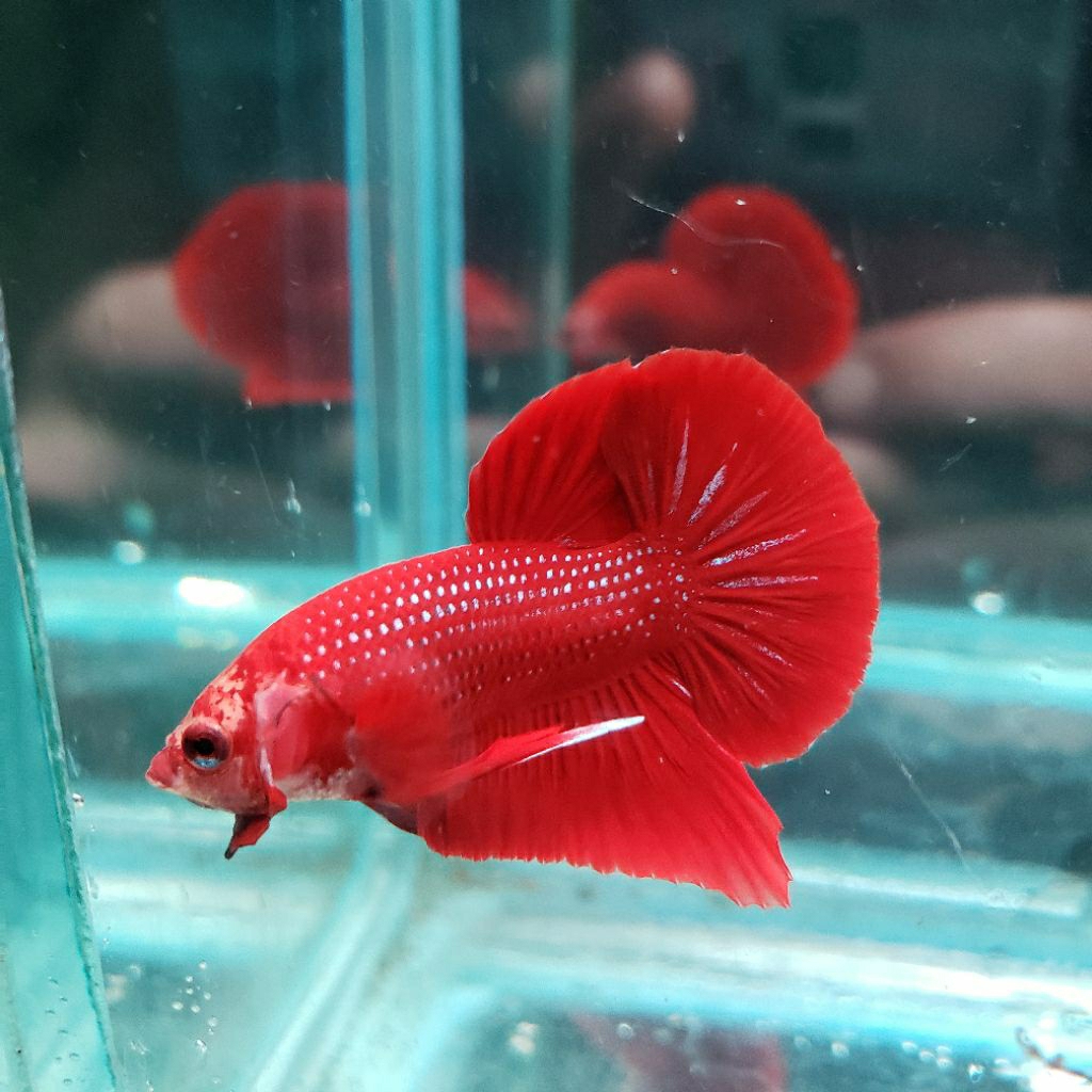 Ikan Cupang Plakat Super Red Jantan - Warna Merah Solid, Bentuk Ekor Indah, Ukuran Medium