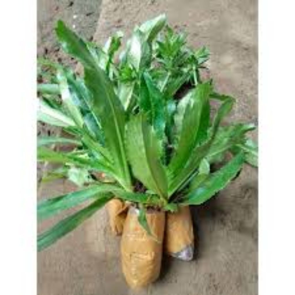 Jual Bibit daun walang tanaman daun walang walang sangit |
