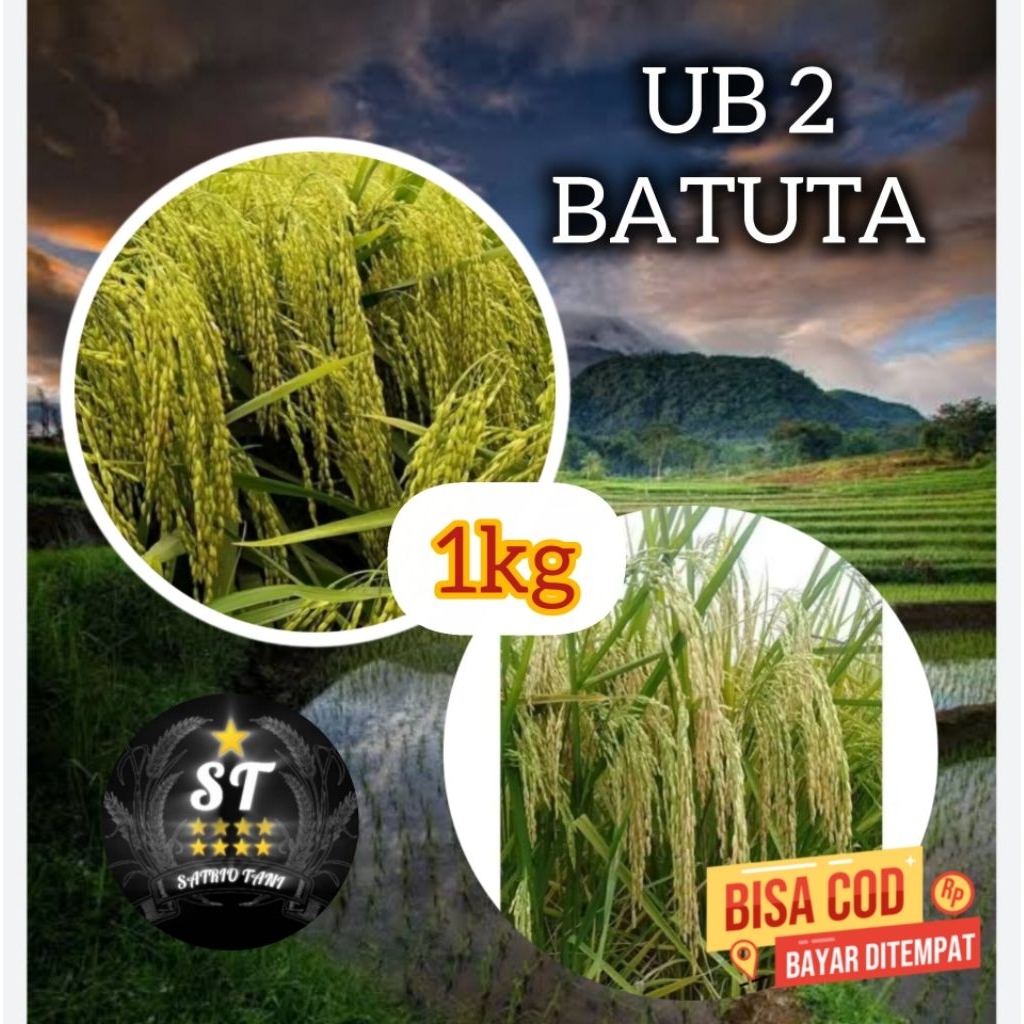 Benih Padi unggul UB BATUTA 1kg