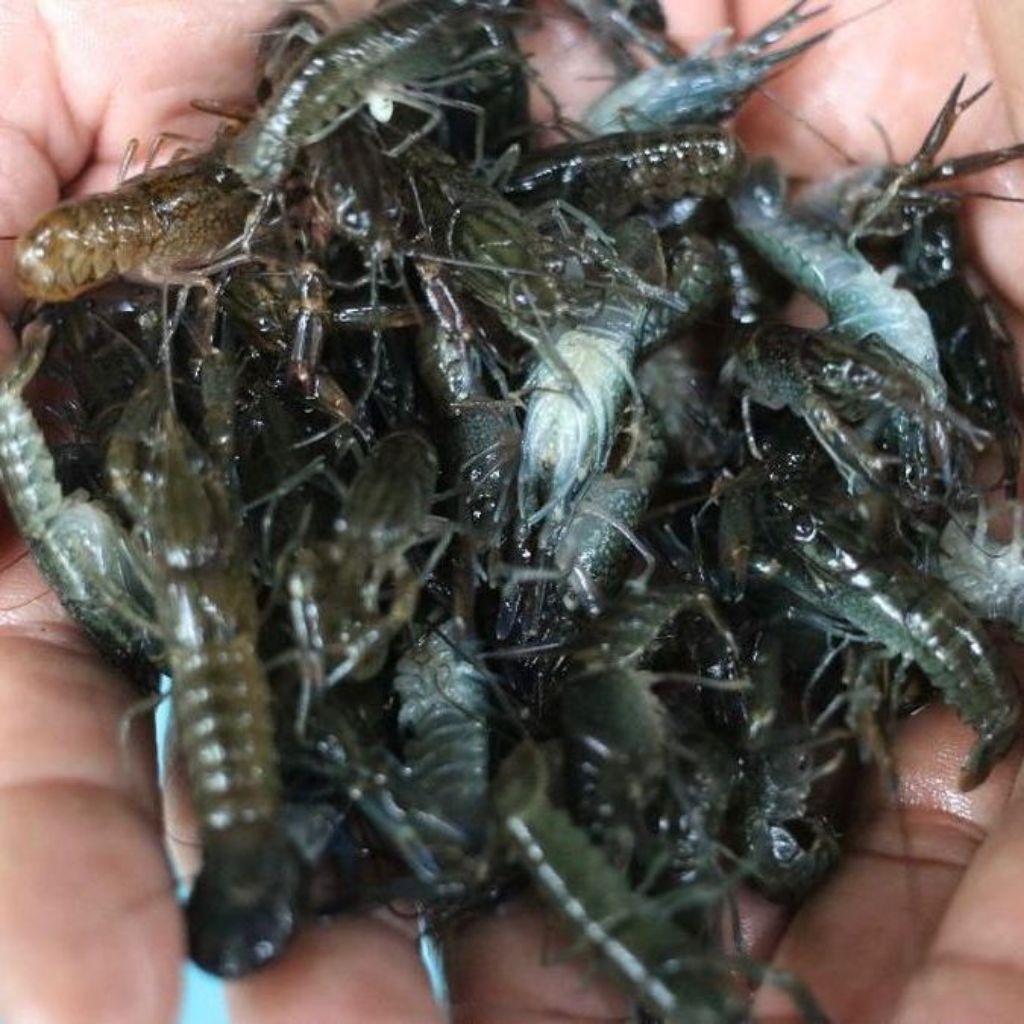 Benih bibit anakan Lobster red claw 2 inch