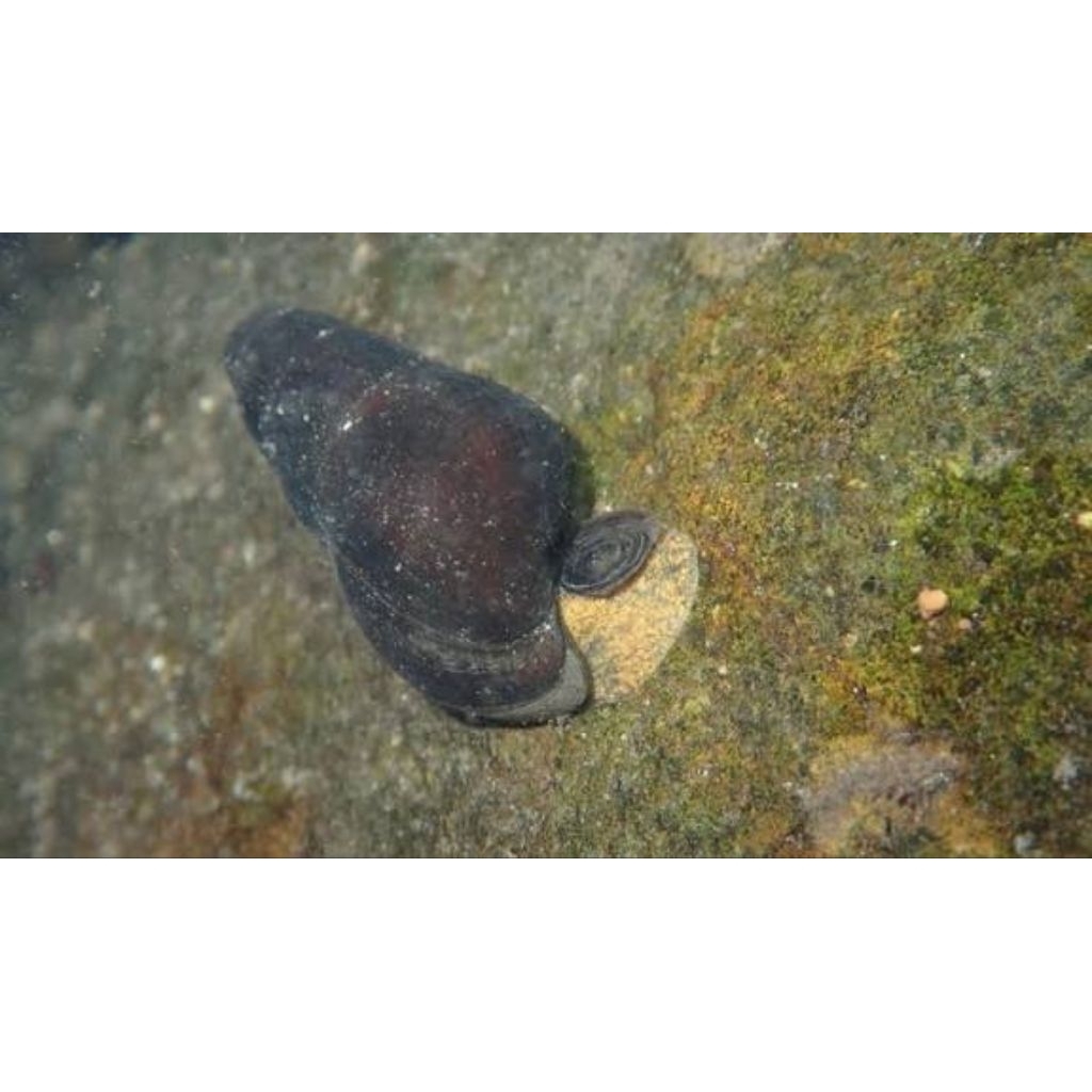 keong sulcospira hainanensis 'OrangeDot rabbit snail'