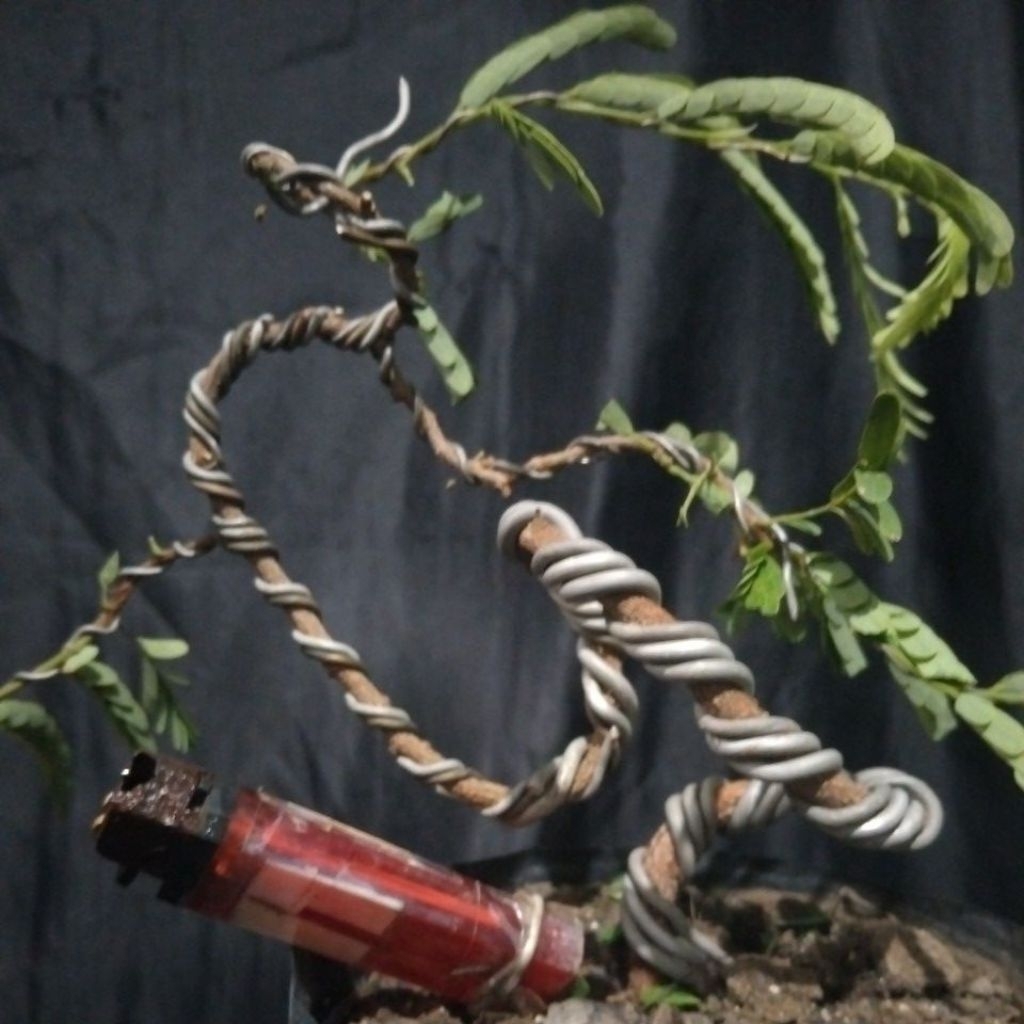 Bahan Bonsai Asem Small Medium size meliuk informal The Maxx 30 cm real pick