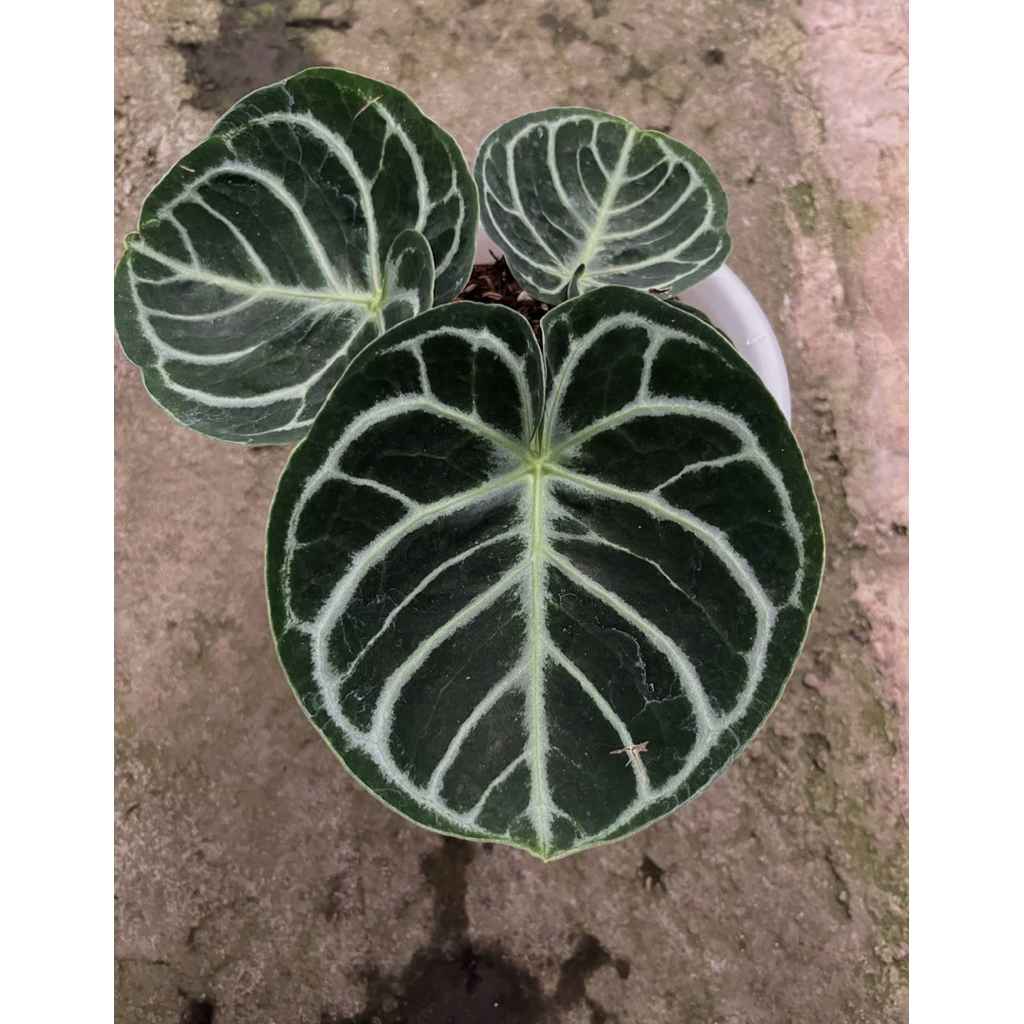 anthurium dorayaki original