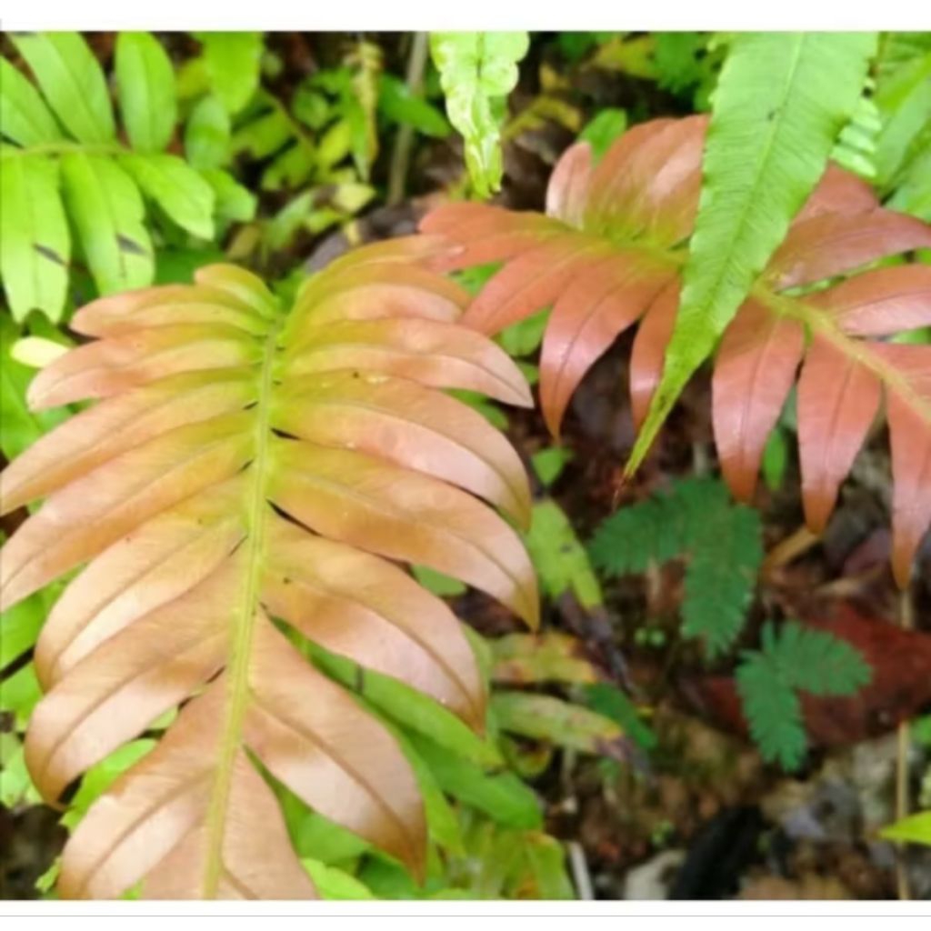 isi 4 bibit pohon pakis merah sayuran segar untuk obat herbal