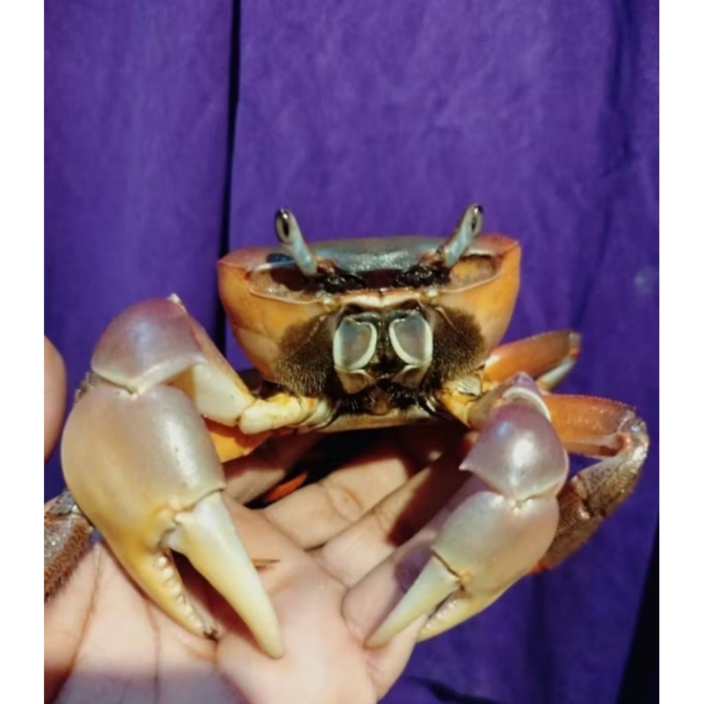 kepiting cardisoma carnifex jumbo krapas 10cm | Kepiting darat | kepiting hias
