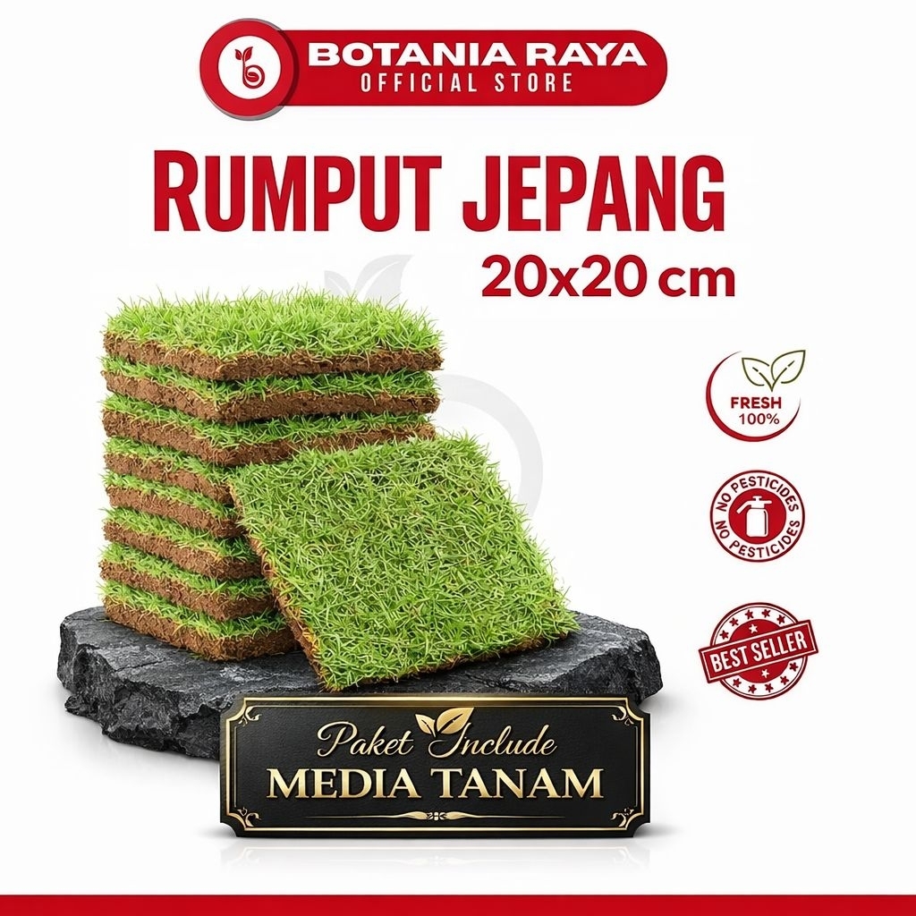 BOTANIA RAYA Rumput Jepang Hidup Ukuran 20x20 Cm / Paket Include Media Tanam / Rumput Jepang Untuk K