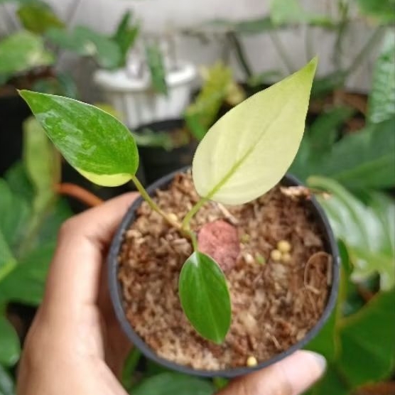 BabyPlant - Homalomena Rubescen Mint Peach Eco