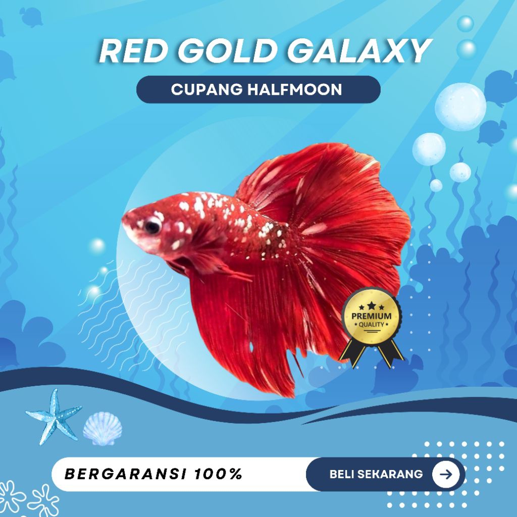 [RGG] Cupang Halfmoon Red Gold Galaxy -NEW, MURAH, GARANSI, TOP GRADE, DISKON, HEMAT