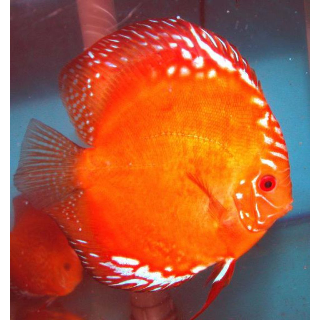 discus ReD marlboro 2 inci