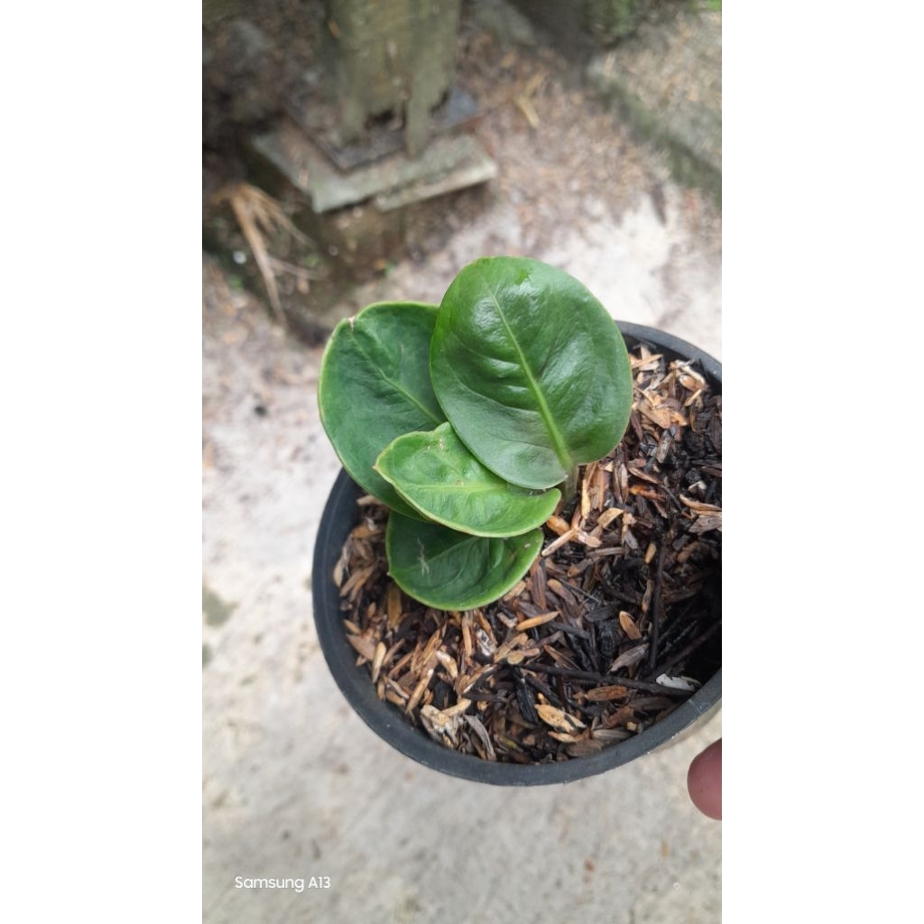 Anthurium Jemani/Jenmani Mangkok GRANDPA (Size Baby Daun 4) (5)