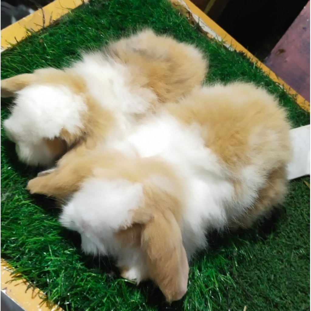 Kelinci Hias Fuzzy lop