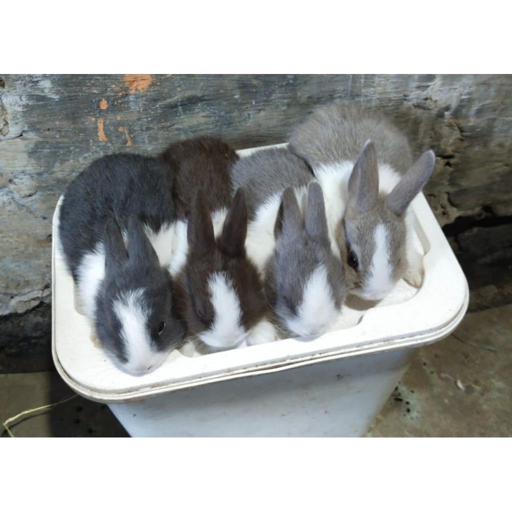 Kelinci Hias Dutch Panda