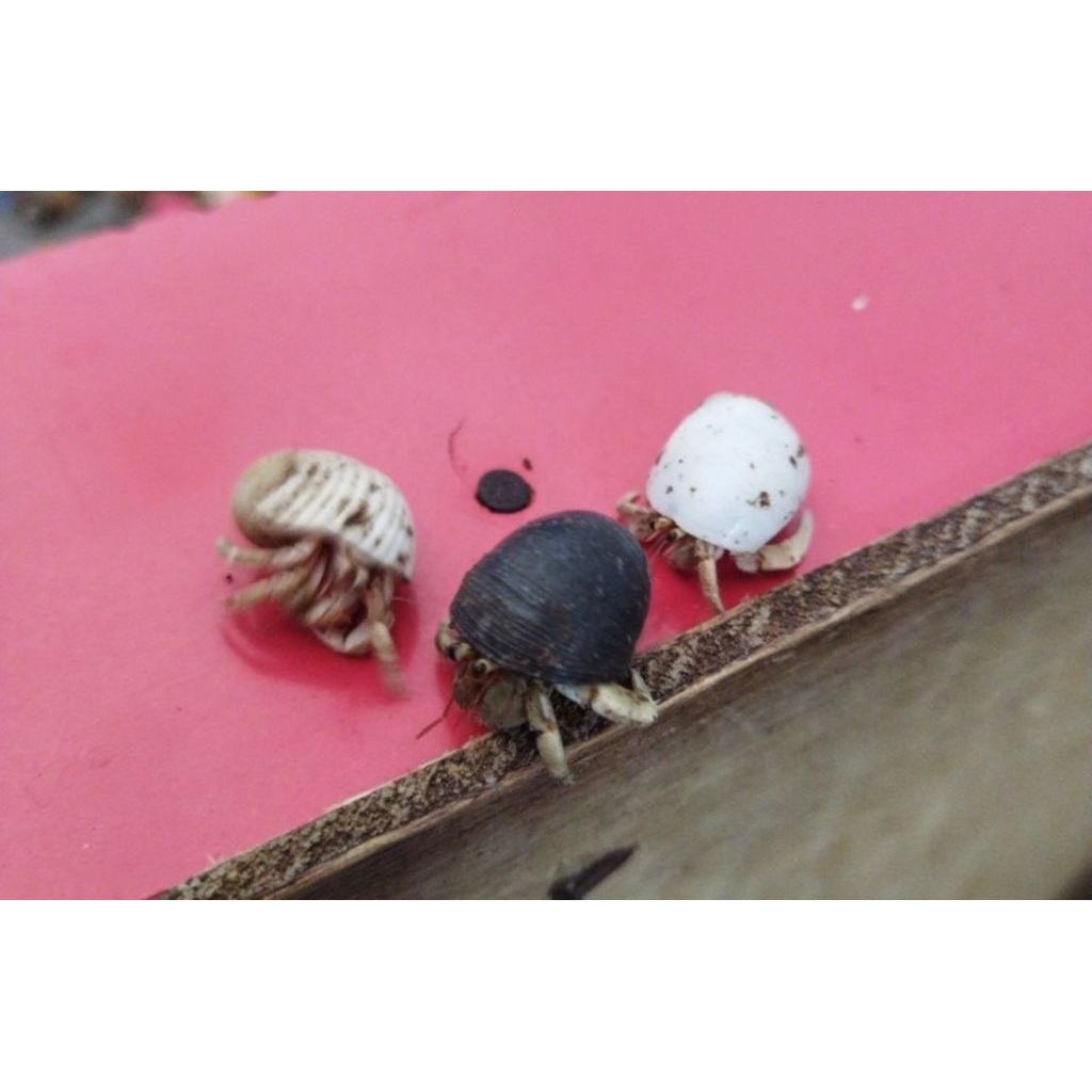 Mainkan Edukasi Anak Kelomang Hidup 8 Ekor Hewan Peliharaan Unik Umang-Umang Ukuran Kecil Kumang Kep