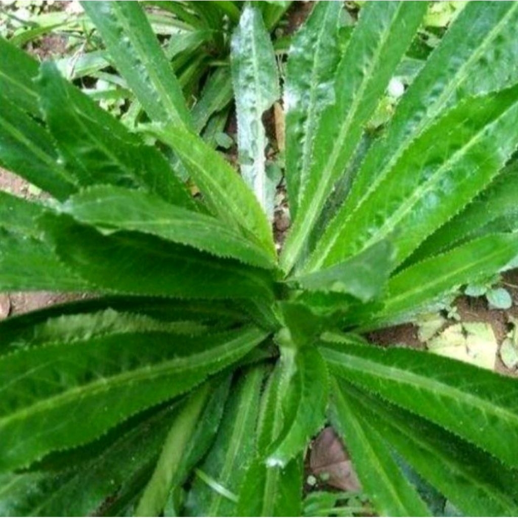 daun walang sengit/daun walang cina segar 500gram
