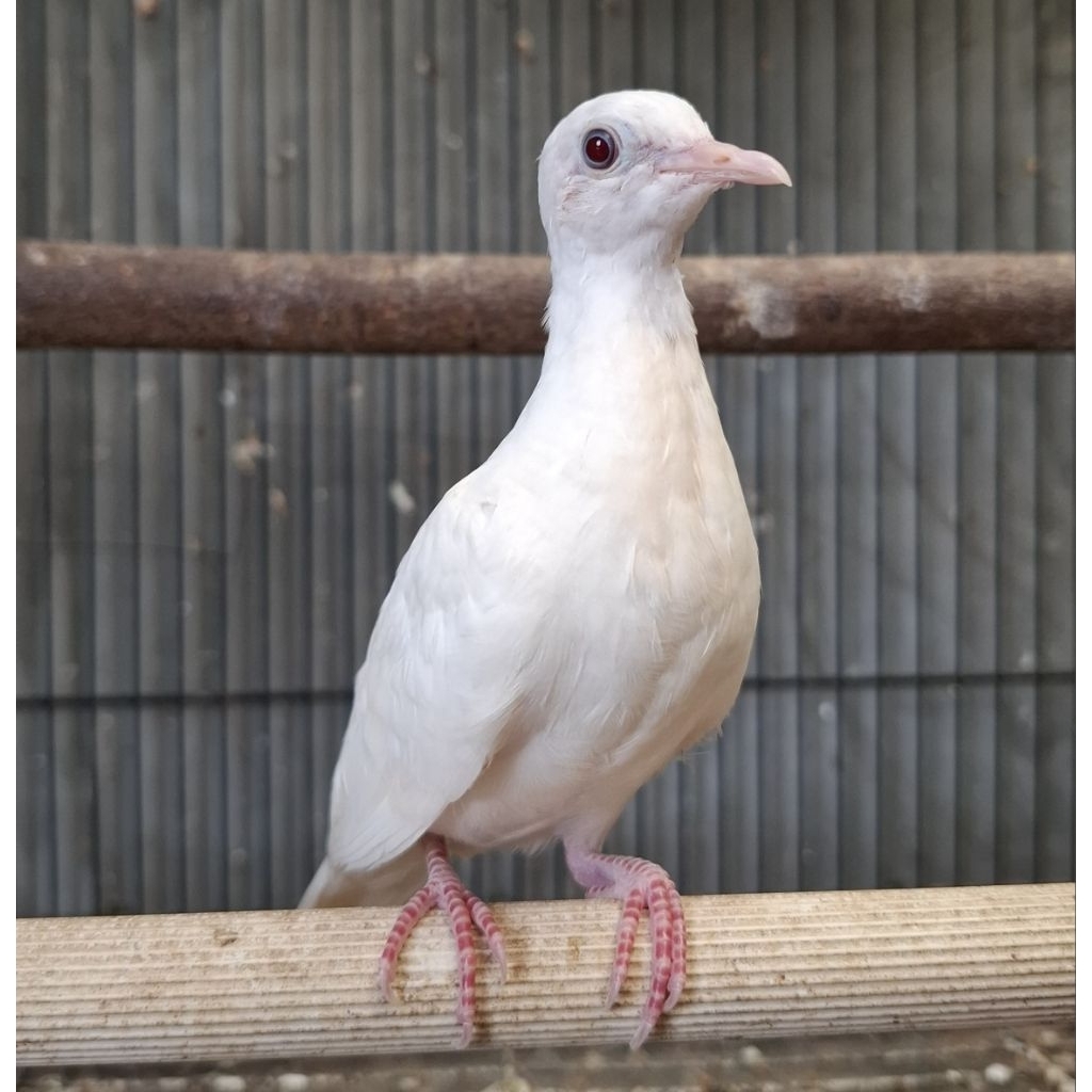 Perkutut Putih Kapas Remaja