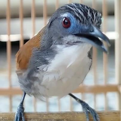 Burung Masteran Suara Tembakan Sniper Handal Cocok Untuk Pertandingan Burung Suara Jernih Dan Menari