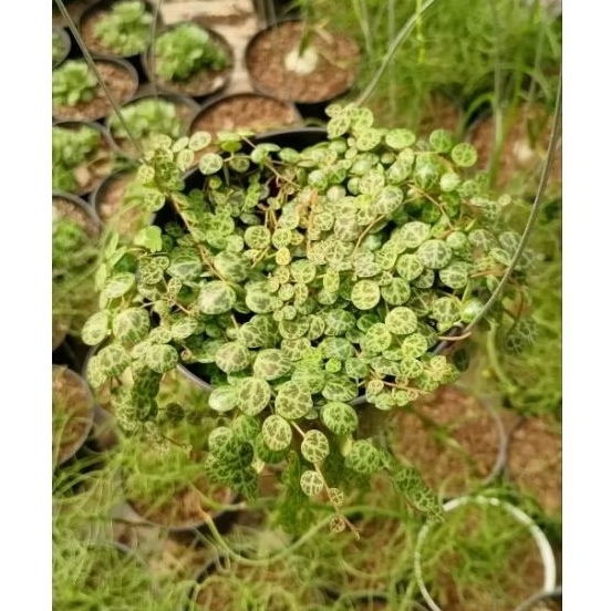 String Of Turtle Rimbun