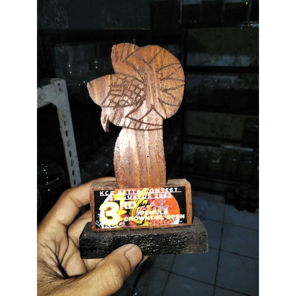 ready murah  ex piala kontes ikan cupang hias kcc Betta contest cianjur juara 3