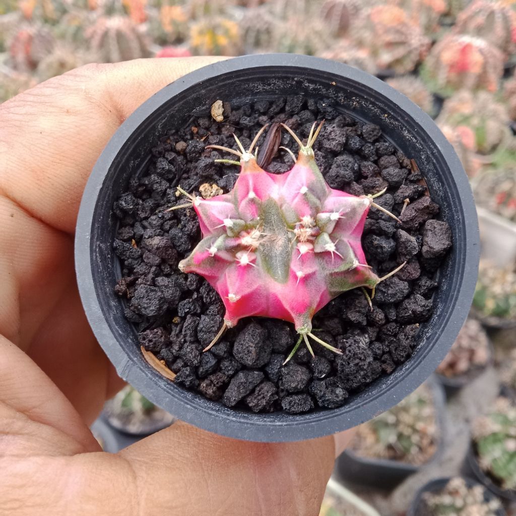 mihanovichii starfire calon double head