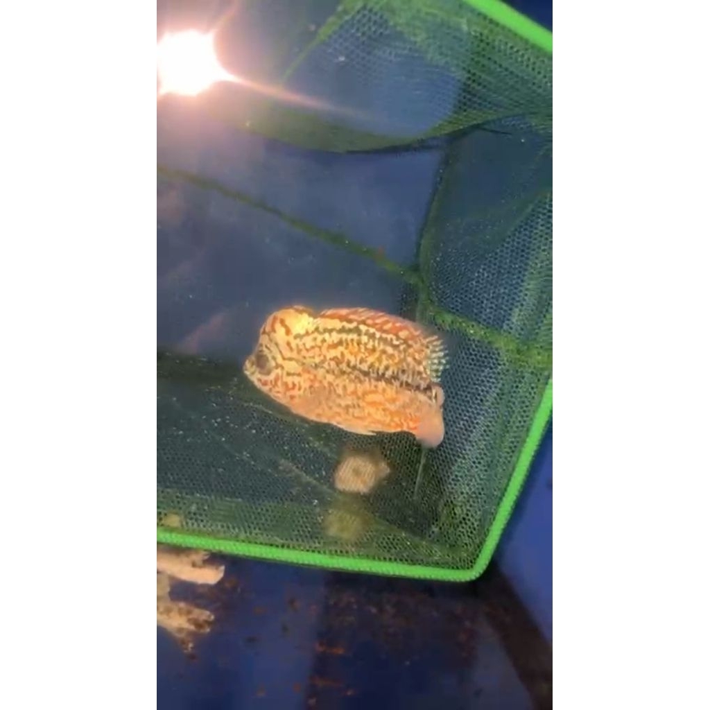 ikan louhan GB kamfa real pict