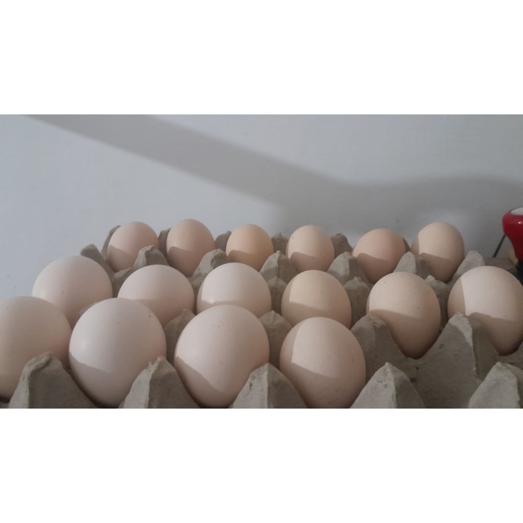 telur fertil ayam kuntara 4