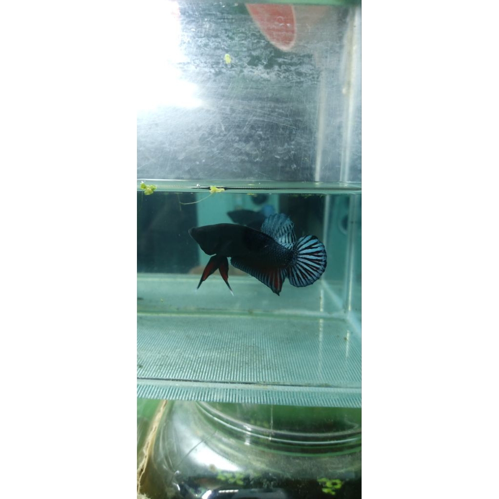 ikan cupang aduan import