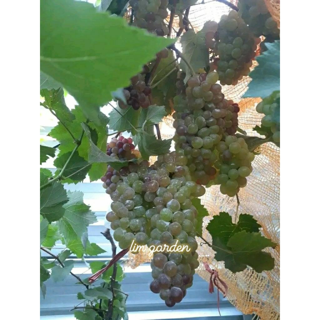 stek cutting batang tua anggur import berbagai vafian jupiter akademik julian transfigurasi boikonur